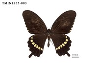 藏品(玉帶鳳蝶)的圖片